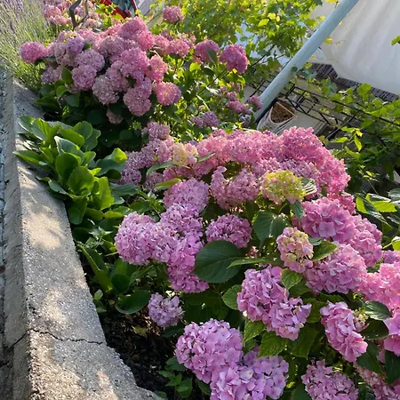 Marmorata Apartment *