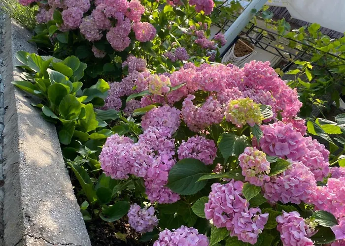 Marmorata Apartament *